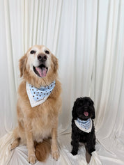 A golden retriever and a small black dog sitting side by side in front of a draped white fabric backdrop, each wearing a light blue bandana with dark polka dots.