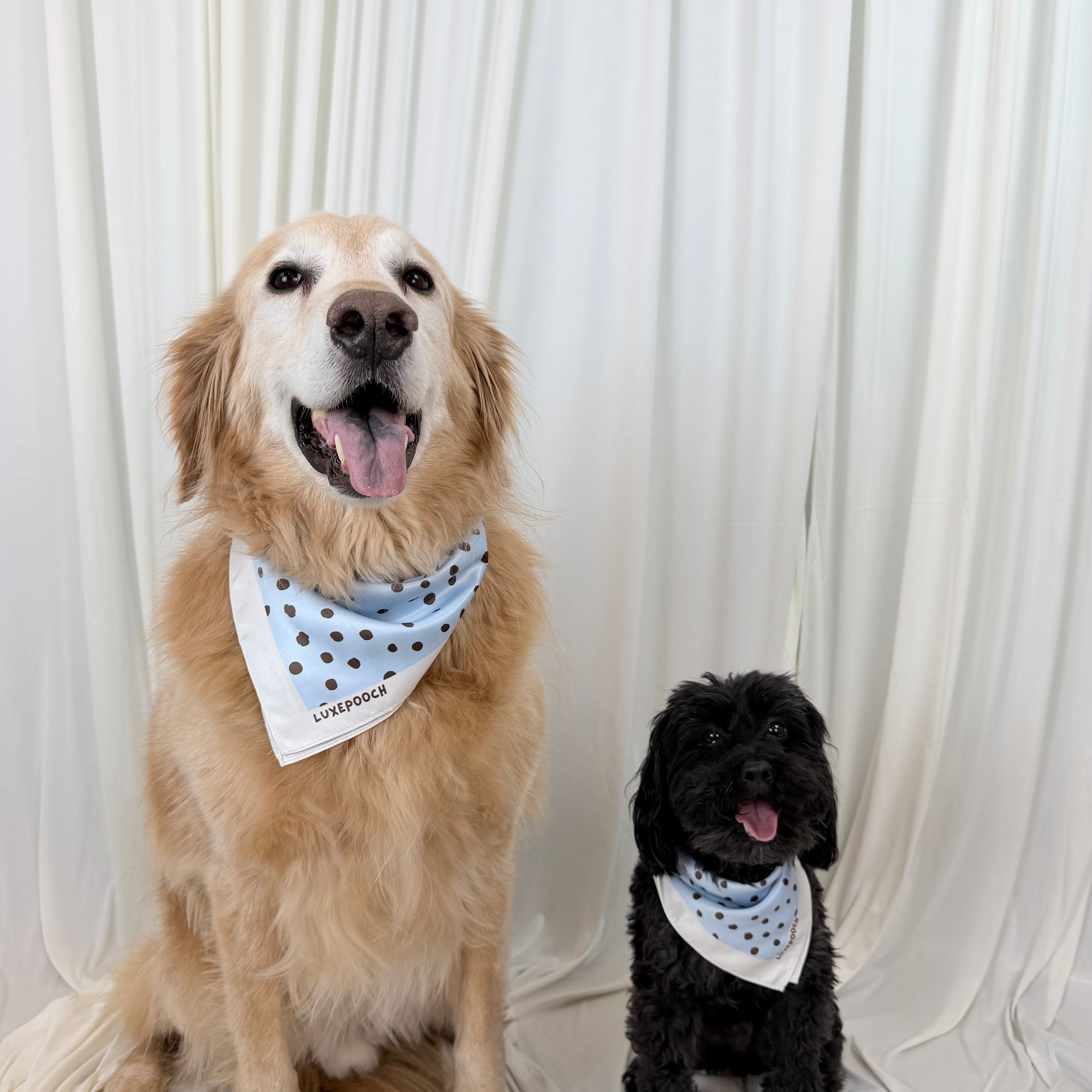 A golden retriever and a small black dog sitting side by side in front of a draped white fabric backdrop, each wearing a light blue bandana with dark polka dots.