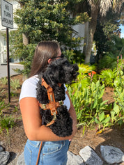 A woman outdoors wearing a white t-shirt and blue jeans, holding a small black dog with curly fur. The dog is wearing a brown leather harness with gold-toned hardware.