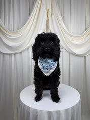 A black dog wearing a light blue bandana with dark blue polka dots, standing on a white round table in front of draped cream fabric.
