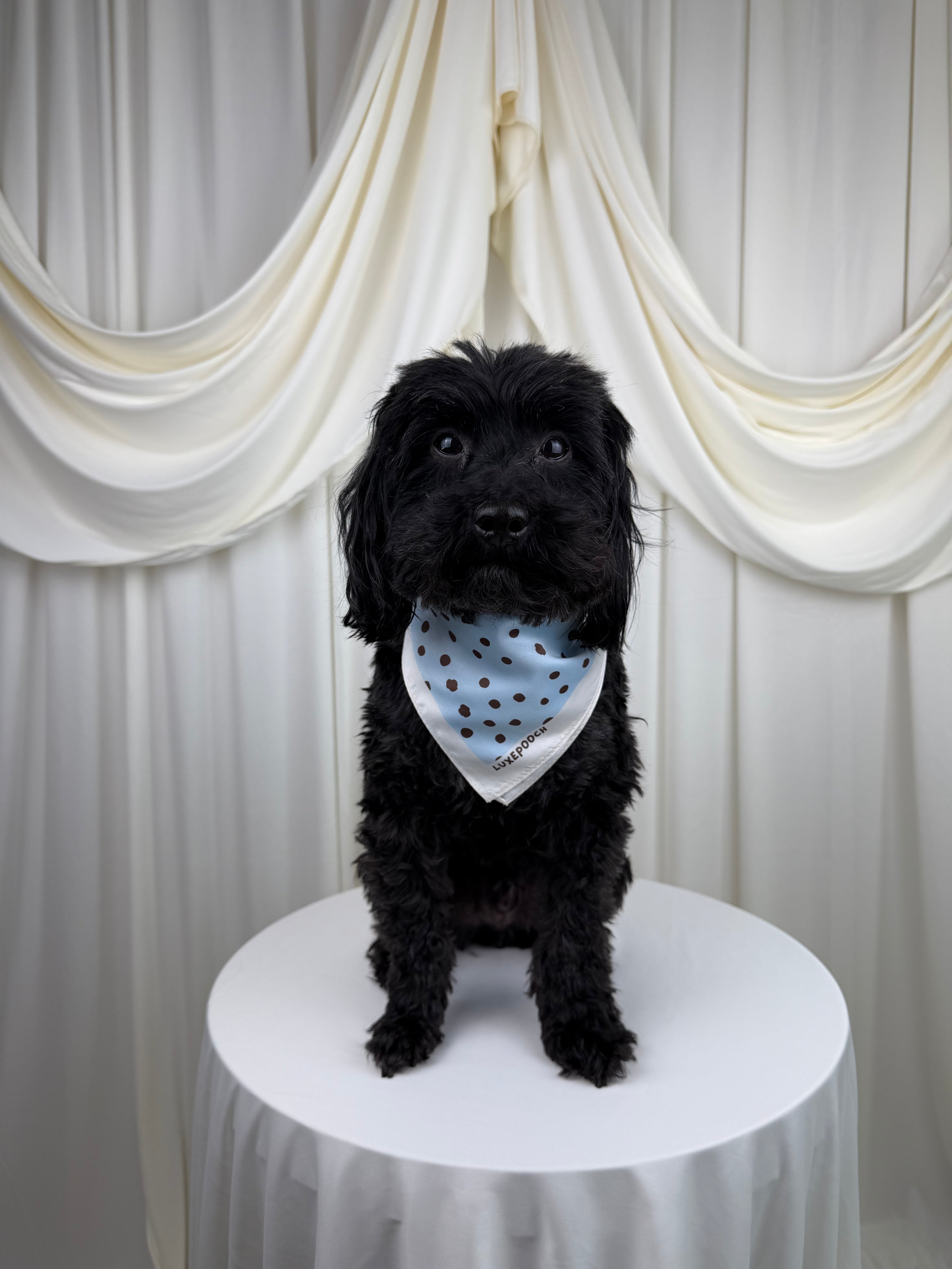 A black dog wearing a light blue bandana with dark blue polka dots, standing on a white round table in front of draped cream fabric.