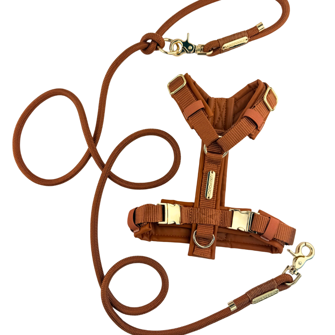 A brown dog harness and matching lead set with gold-tone metal hardware, displayed on a clean white background.