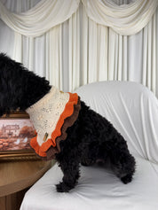 A black dog wearing a cream, orange, and brown ruffled knit pet bandana, sitting on a white draped sofa in front of cream curtains.
