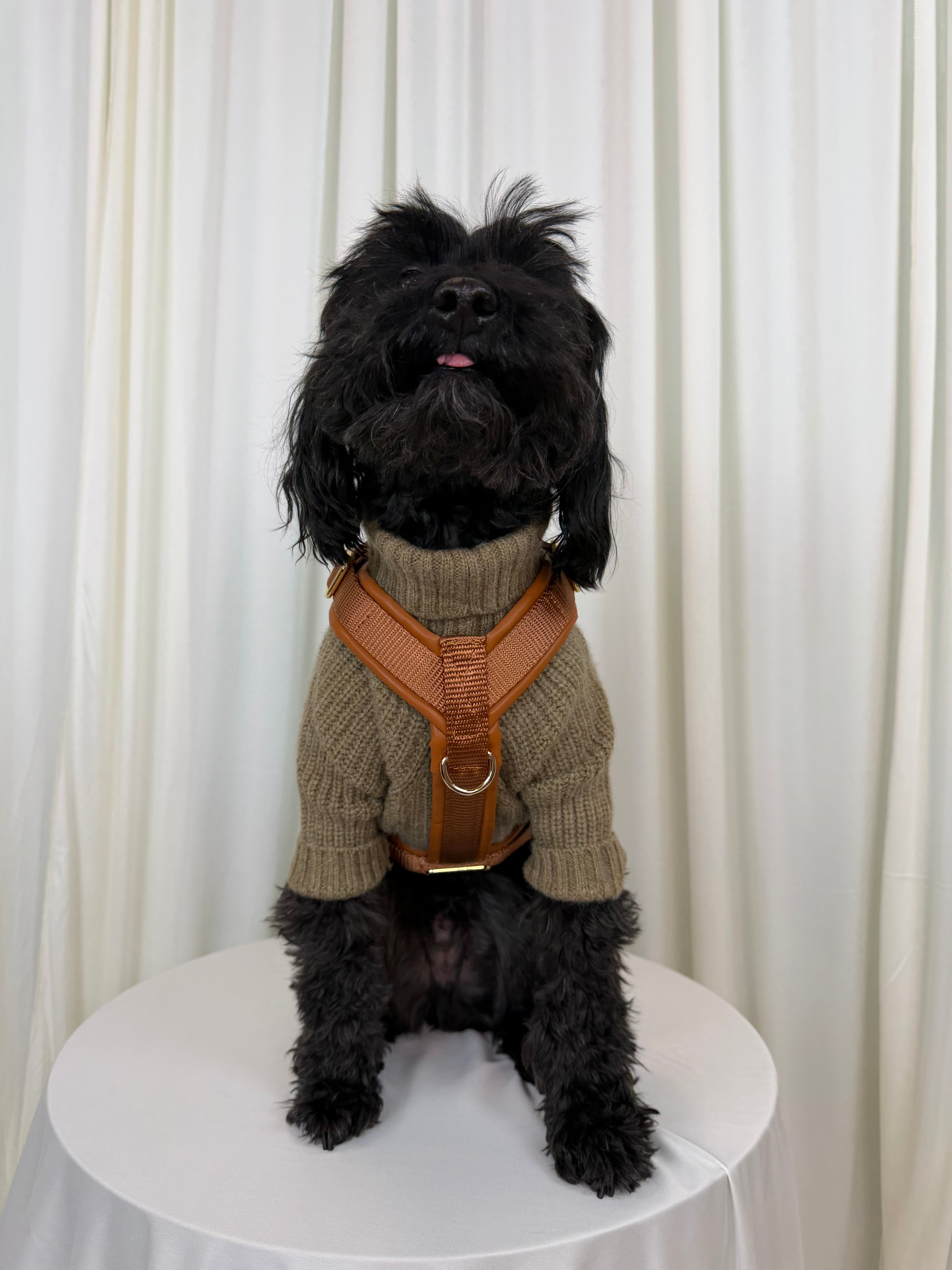 A small black dog wearing a beige knit sweater vest and brown harness sits on a round white table in front of a white curtain backdrop.