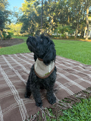 A small black dog sits on a brown plaid blanket outdoors on grass, wearing a cream and brown striped bandana collar.