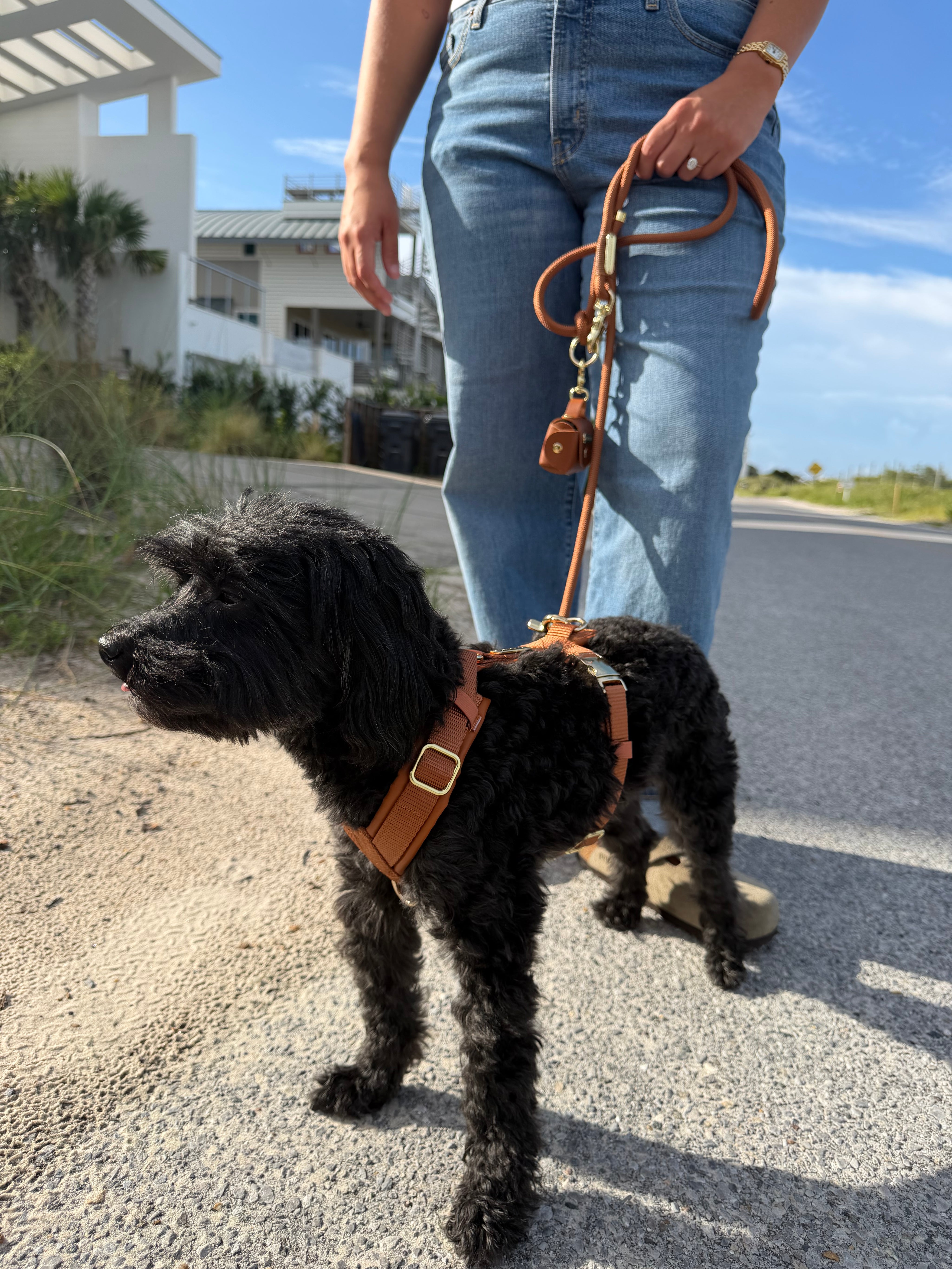 A small black curly-haired dog wearing a tan leather harness and leash stands on a paved outdoor path next to a person wearing blue jeans, with houses and blue sky in the background.