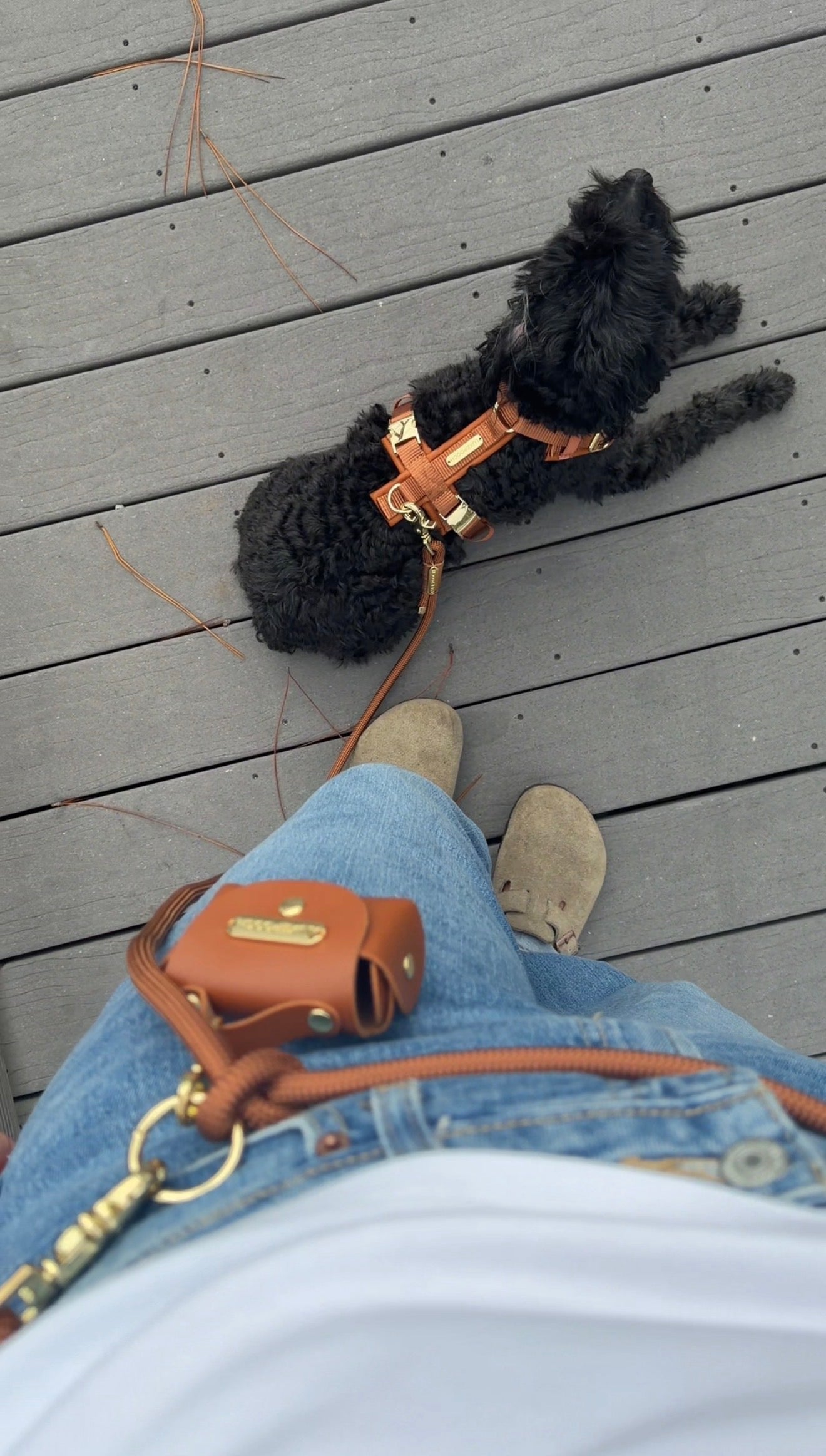A small black dog wearing an orange harness lies on a gray wooden deck while a person in blue jeans and a white shirt walks nearby, carrying an orange leather bag with a matching leash.