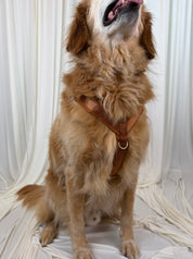A golden retriever dog wearing a brown leather harness, sitting against a draped white fabric backdrop.