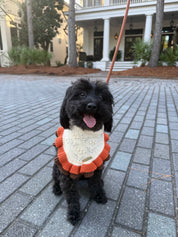 A small black dog wearing a knitted orange and cream dog bandana sits on a gray brick patio in front of a house with columns.