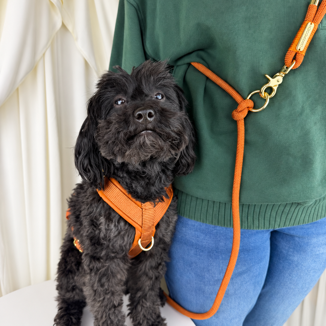 A small black dog wearing an orange harness and leash sits next to a person in a green sweater and blue jeans, with cream draped fabric in the background.