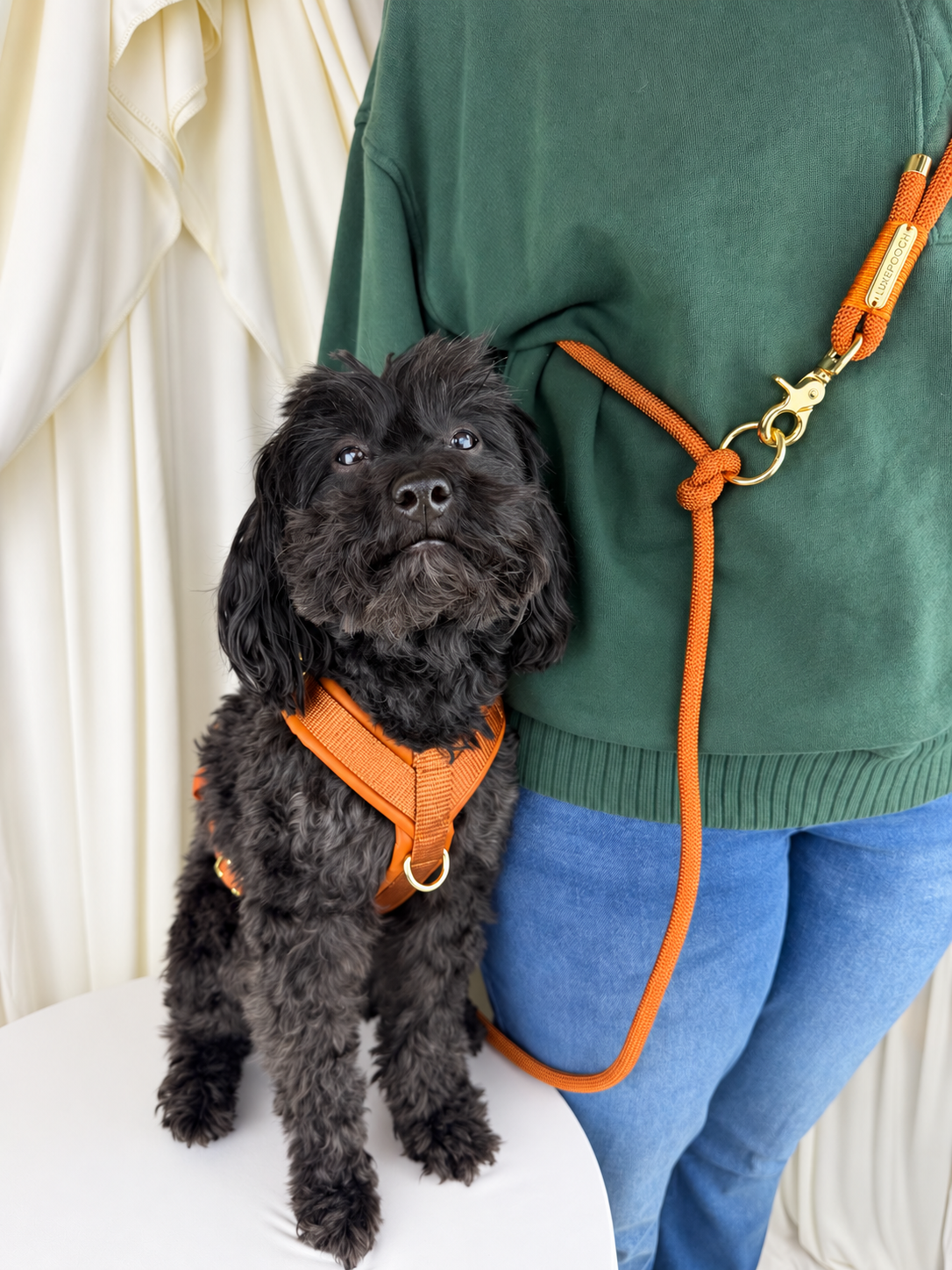 A small black dog wearing an orange harness and leash sits next to a person in a green sweater and blue jeans, with cream draped fabric in the background.