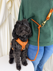 A small black dog wearing an orange harness and leash sits next to a person in a green sweater and blue jeans, with cream draped fabric in the background.
