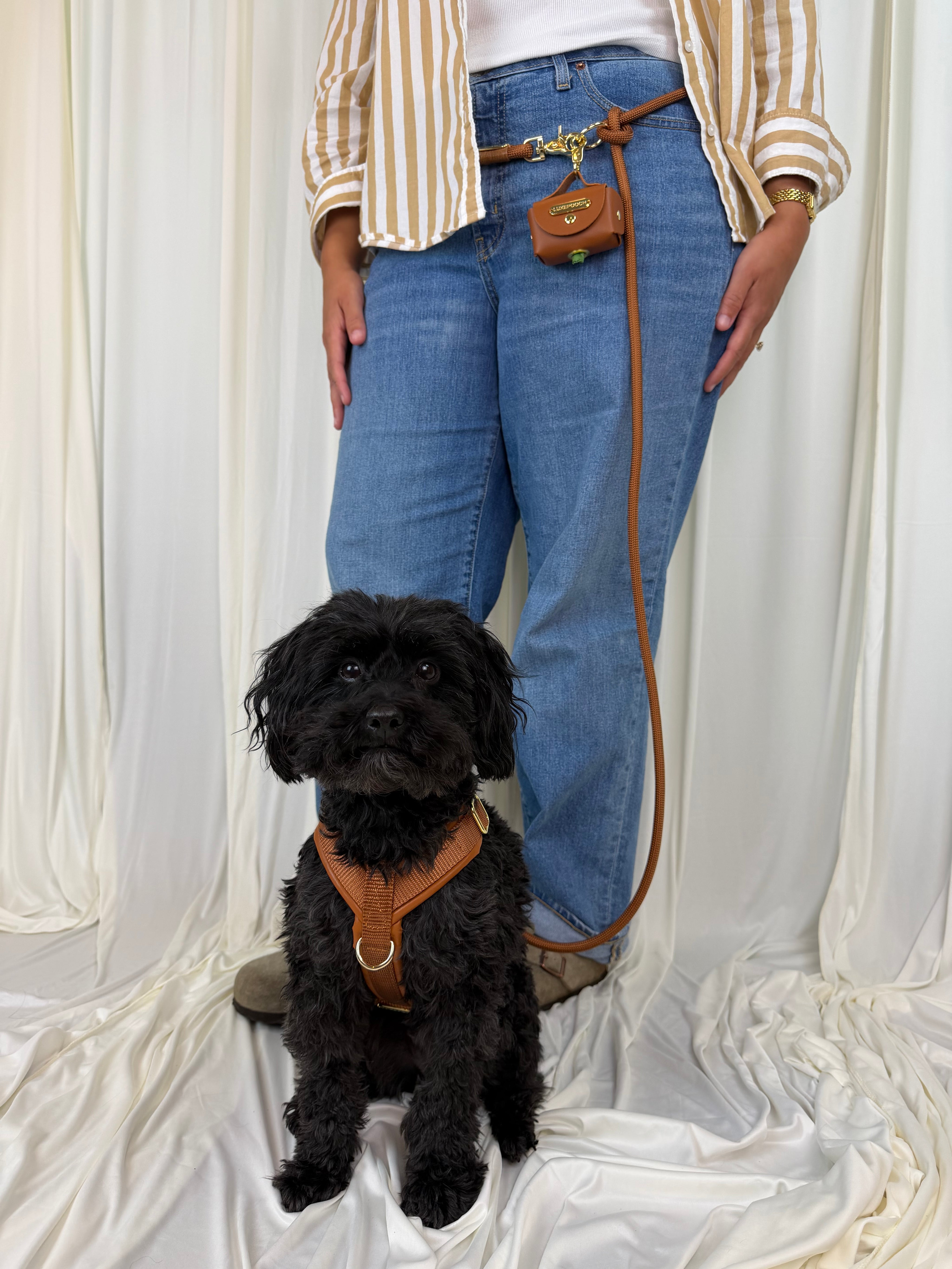 A black dog wearing a brown leather harness and leash stands in front of a person wearing blue jeans and a striped shirt, posed against draped white fabric.