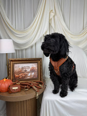 A black curly-haired dog wearing a brown leather harness sits on a white-covered chair in a styled indoor setting with draped cream fabric, a side table, a lamp, a framed autumn painting, and a small brown bag.